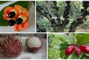 20 экзотических фруктов, о которых вы ничего не знали