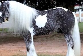 12 лошадей невероятно красивых цветов