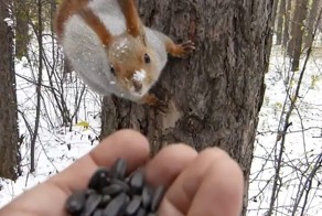 Подходите, угощайтесь!  Кормление белок ещё никогда не было таким позитивным!