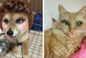 Японцы делают из своих питомцев гламурных кисок