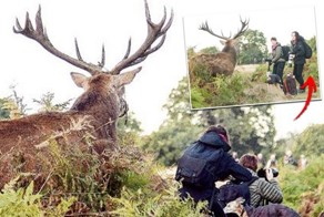 Олень подкрался незаметно