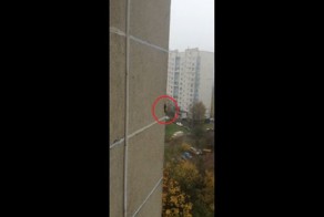 Пушистый экстремал бегает по стене многоэтажного дома