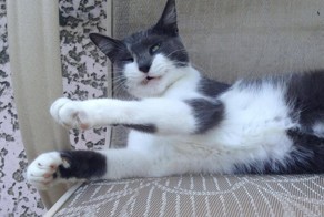21 чихающий котик, который рассмешит вас