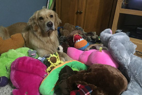 Каждую ночь эта собака берет с собой в кровать новые игрушки