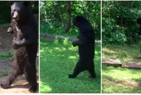 Охотник застрелил любимца публики, прямоходящего медведя