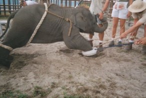 15 фотографий, которые подтверждают грустную истину: диких животных мучают по всему свету