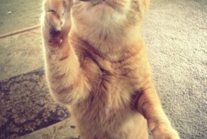 Бесплатный фотоприкол