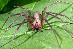 Каково быть укушенным пауком-отшельником (12 фото)