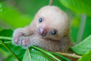 Самые лучшие фотографии в честь Всемирного дня ленивца