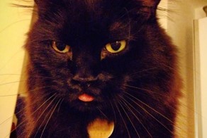 Фотоприкол