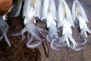 Кальмары после смерти мгновенно меняют цвет