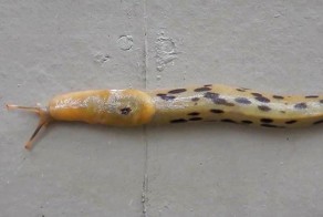 Увлекательное путешествие слизняка по стенам дома