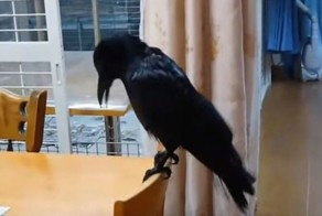 Ворон пришел в ванную помыться