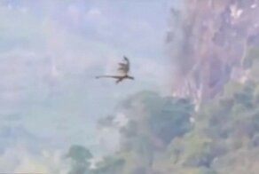 Драконы существуют? В сети появилось видео с мифическим существом, летящим над горами в Китае