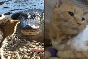 Эти героические коты спасли жизнь своим хозяевам