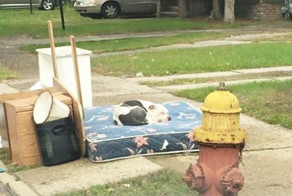 Брошенный пес целый месяц ждал хозяев на тротуаре