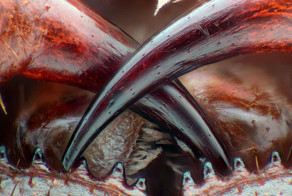 Конкурс макросъемки Nikon 2016: в каждой фотографии - целый мир