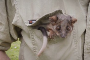 Осиротевший детеныш поссума нашел себе нового друга