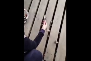 Фильм ужасов отдыхает! Кормление енотов, спрятавшихся под крыльцом напоминает отрывок из ужастика 