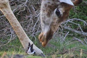 Посетители сафари-парка засняли трогательную дружбу кролика и жирафа