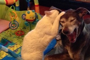 Фотоприкол