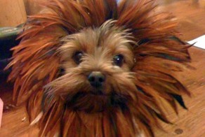 Свежий фотоприкол