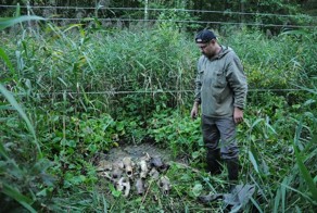 Высоковольтный провод как ловушка для зверей (7 фото)