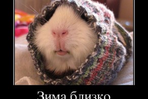 Убойная подборка демотиваторов