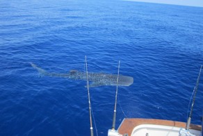 Фотоприкол дня