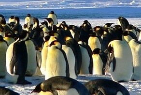 6 животных, которые творят немыслимое со своими экскрементами