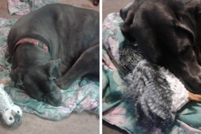 Пес усыновил плюшевую сову