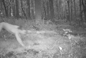 Грибники уже не те пошли