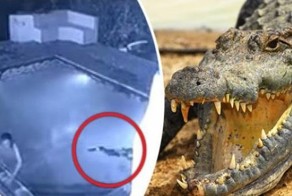 Крокодил напал на купающихся в бассейне постояльцев отеля в Зимбабве