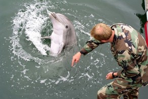 Как готовят боевых дельфинов