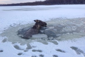 Мужчина на Алтае спас из полыньи тонущего лося