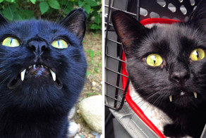 Невероятное зрелище - кот-вампир!