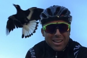 Агрессивная сорока напала на велосипедиста в Австралии