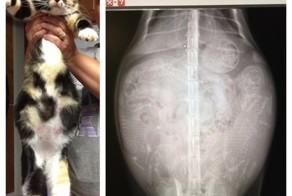 Такого вы еще не видели: как выглядят беременные животные под рентгеном