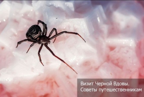 Визит Черной Вдовы. Советы путешественникам (12 фото)