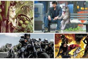 Фото улыбающегося щенка хаски, сидящего на дереве, развеселило весь Интернет и вызвало поток фотожаб