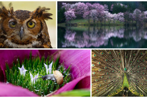 Работы финалистов конкурса National Geographic "Лучший фотограф природы 2016"