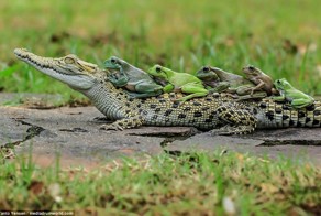 Храбрые лягушки решили станцевать на спине у крокодила