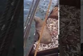 Рыбакам попался очень большой и упитанный сюрприз 