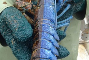 Фотоприкол дня