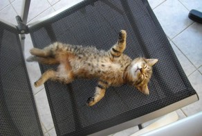 Бесплатный фотоприкол