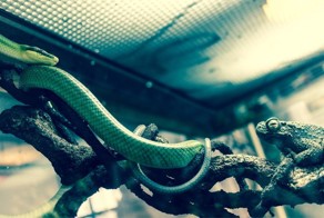 Бесплатно фото