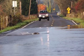 Как лососи дорогу переходят