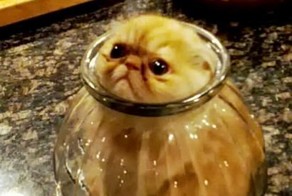 Новый фотоприкол