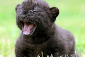 Бесплатно фото