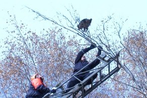 Енот выжил после падения с 10-метровой высоты 